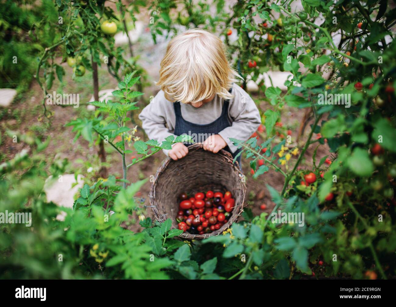 Kleiner Junge sammelt Kirschtomaten im Freien im Garten, nachhaltiges Lifestyle-Konzept. Stockfoto