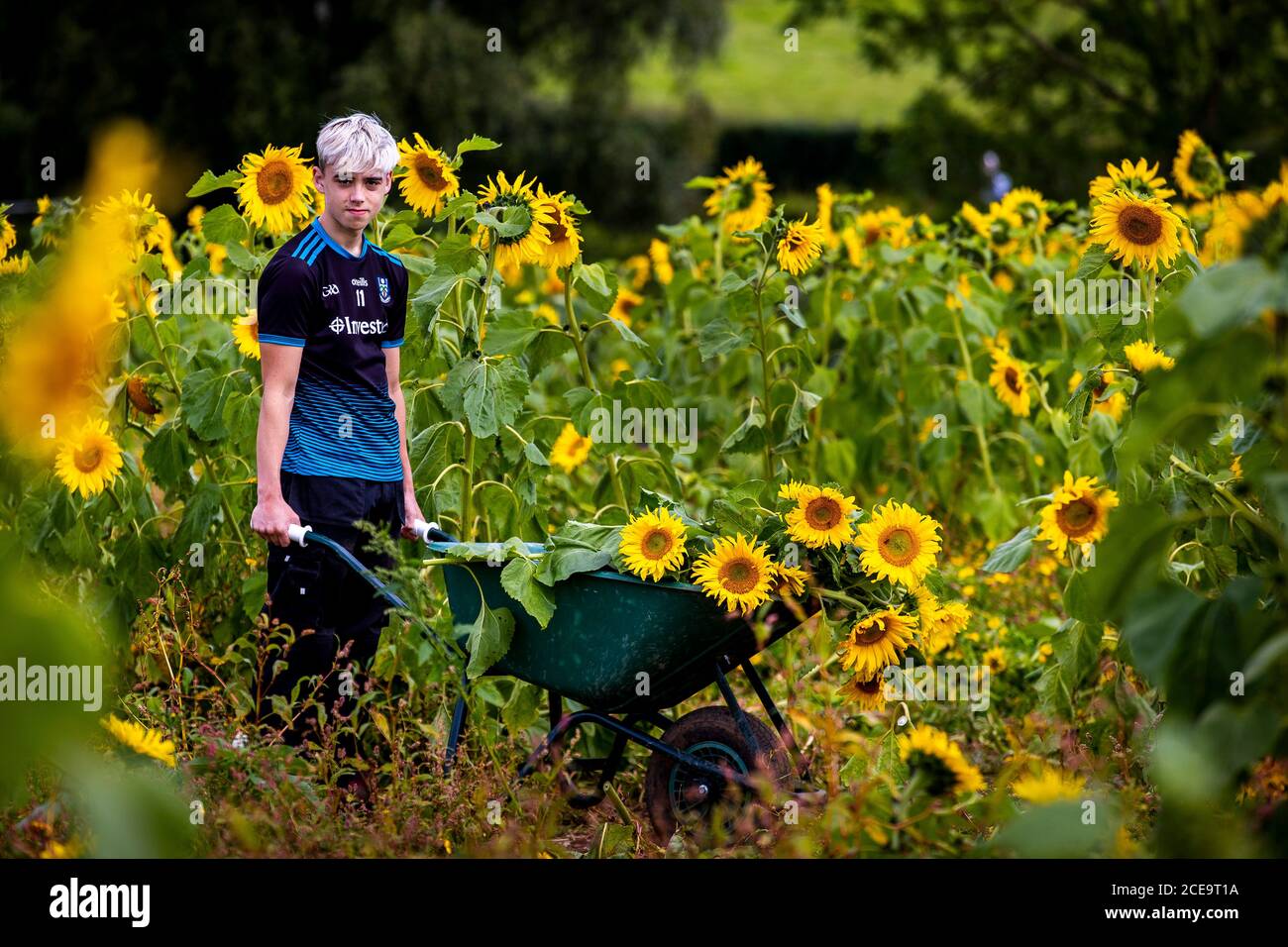 Ryan McAllister bewegt frisch geschnittene Sonnenblumen in einem Schubkarren auf dem Sunflower Field Portglenone, am Montag an den Feiertagen in Nordirland. Die Sonnenblume Feld wächst jährlich und die Besitzer bitten um eine kleine Gebühr, um mit Erlösen in diesem Jahr für gegen Arthritis geben. Stockfoto