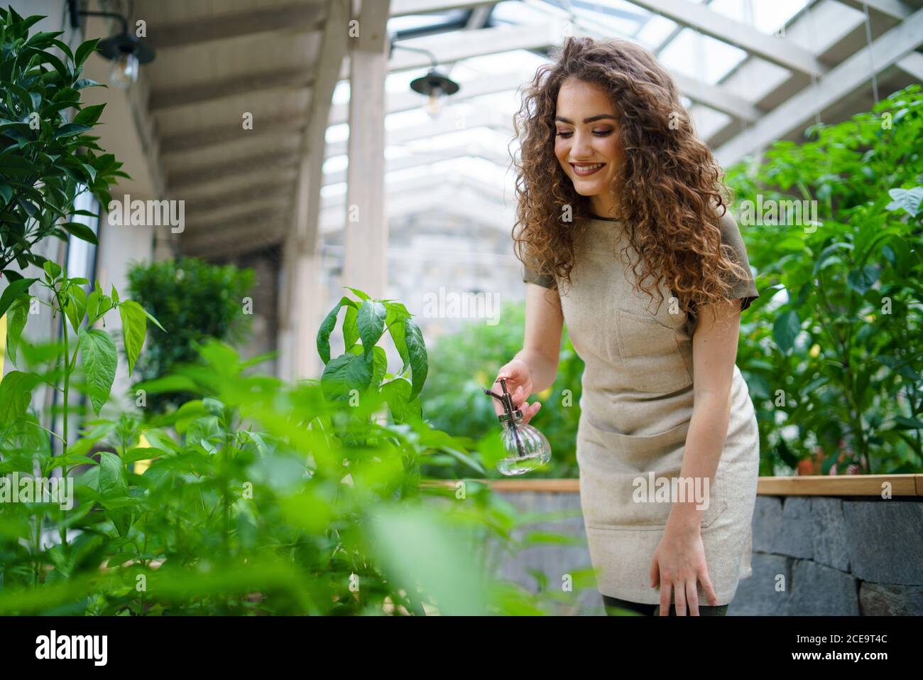 Gärtnerin, die im Gewächshaus arbeitet und Pflanzen mit Wasser besprüht. Stockfoto