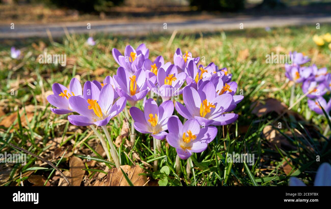 Blühende Krokusse in einem Park im Frühling Stockfoto