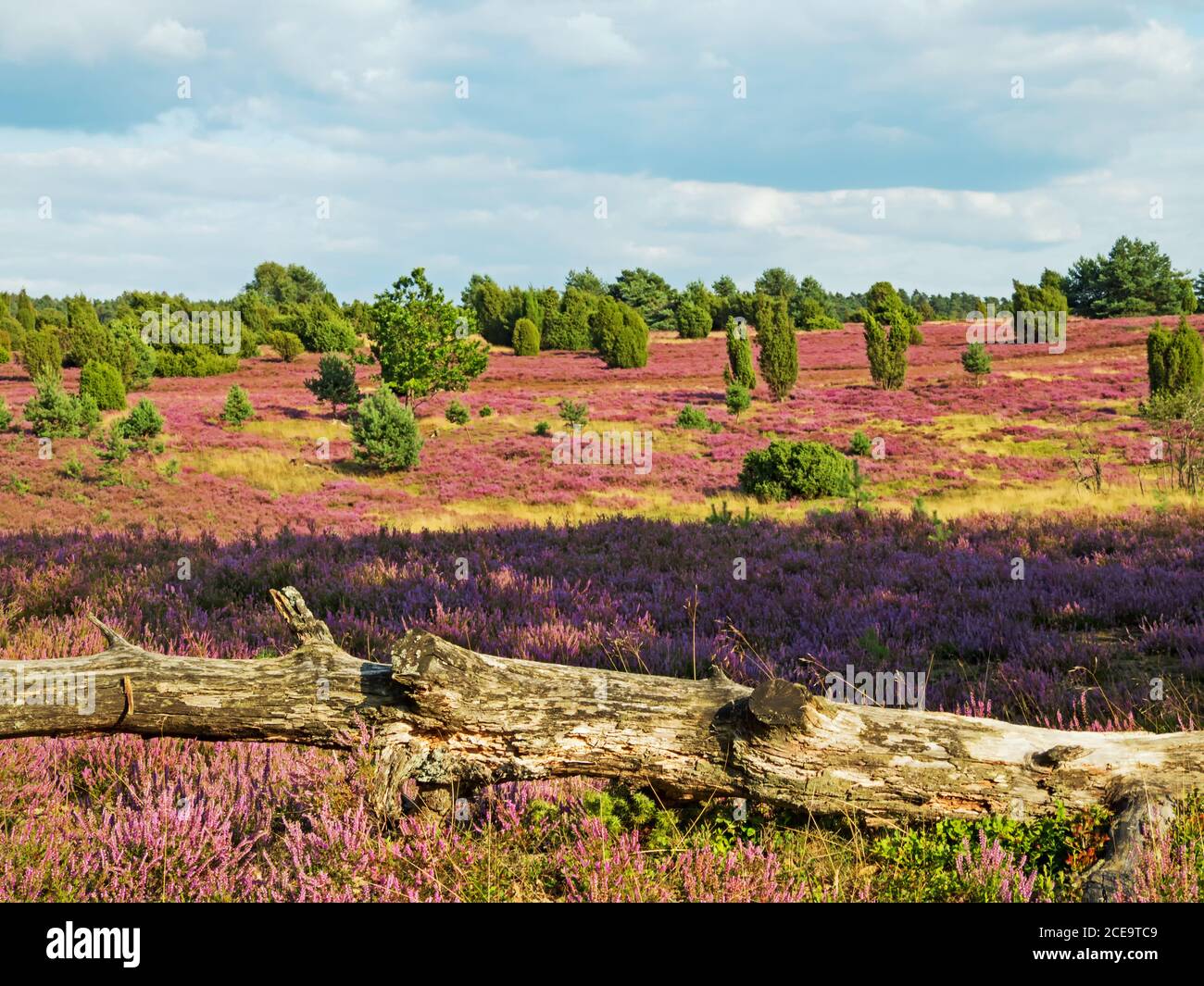 Landschaft bei Lüneburger Heide mit Baumstamm im Vordergrund, Niedersachsen, Deutschland Stockfoto