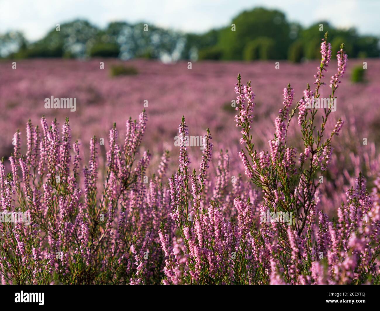 Nahaufnahme der violetten Blüten von Heidekraut, Ericaceae Stockfoto