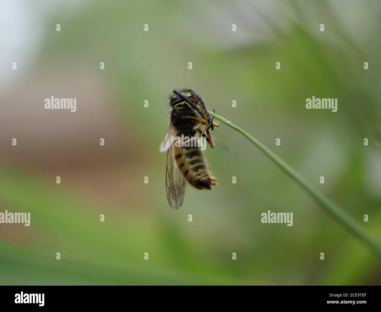 Sterbende wespe -Fotos und -Bildmaterial in hoher Auflsung  Alamy