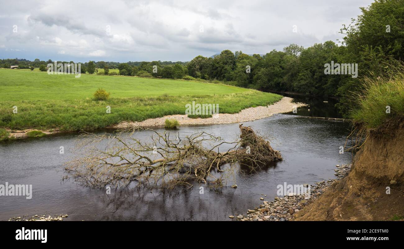 Erosion eines Flussufers an der Außenseite einer Biegung, die dazu führt, dass ein Tre in den Fluss gefegt wird. River Ribble in Clitheroe, Lancashire Stockfoto