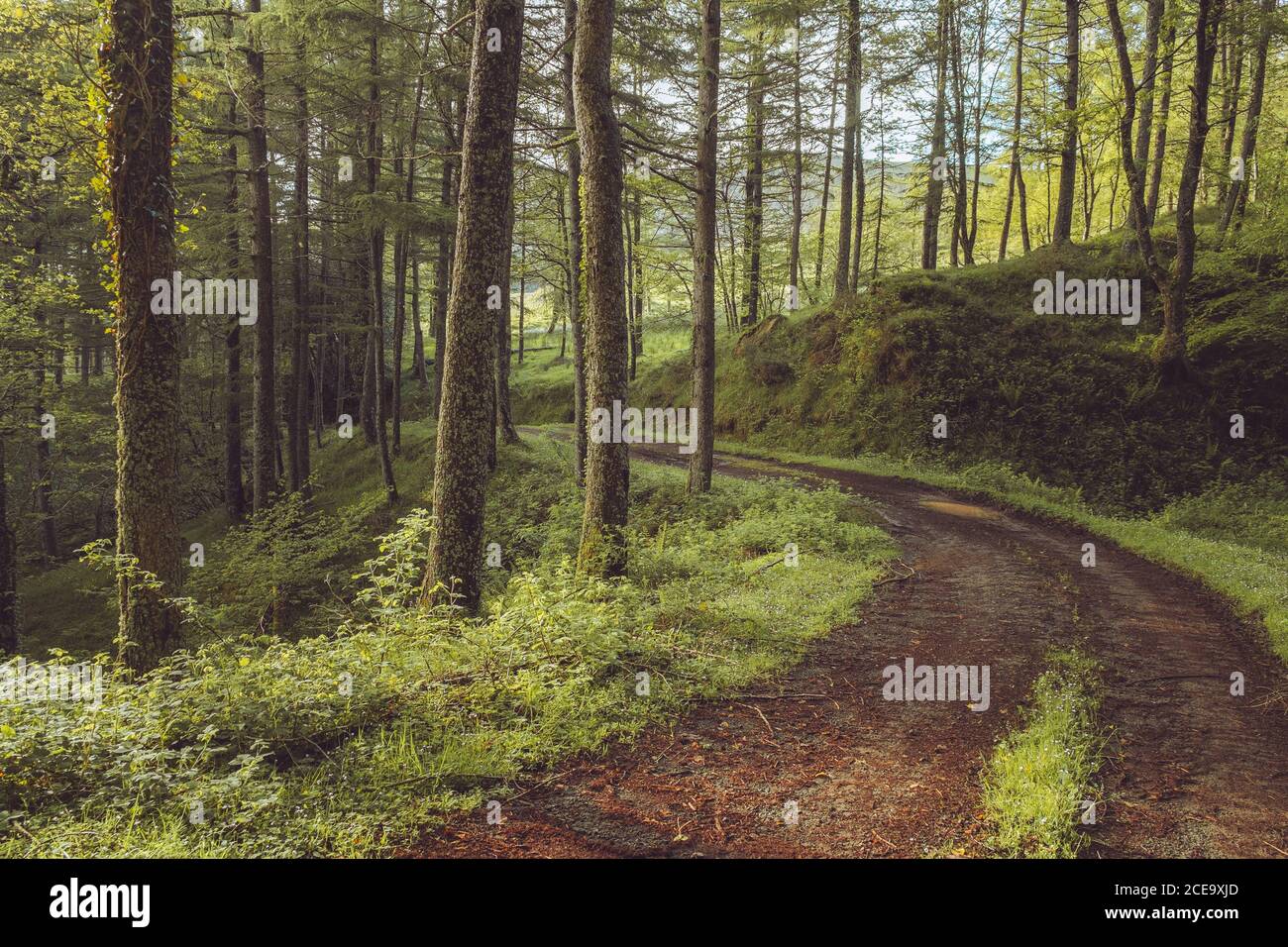 Schmale Strecke zwischen Pflanzen und dünnen Tannen, Embalse de Alsa,  Spanien Stockfotografie - Alamy