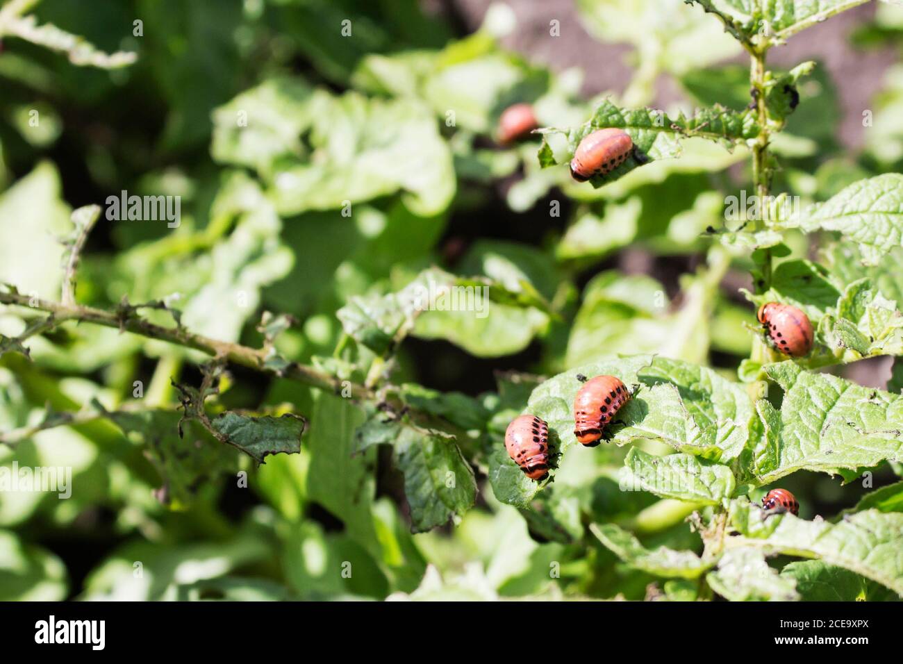 Colorado-Käfer auf Kartoffel-Blatt Stockfoto