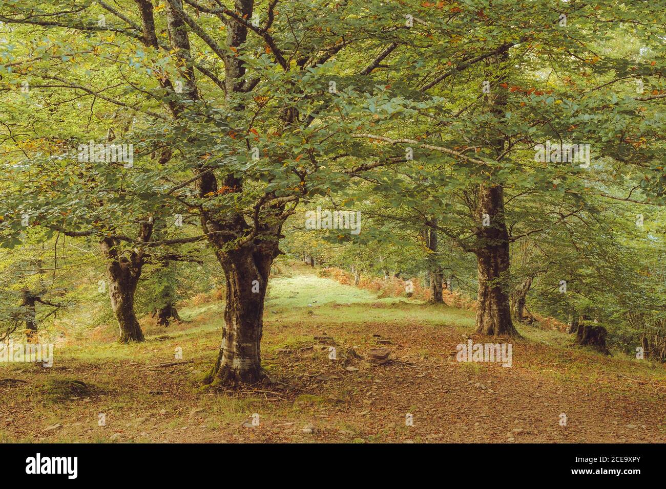 Bäume wachsen auf einem Hügel Stockfoto