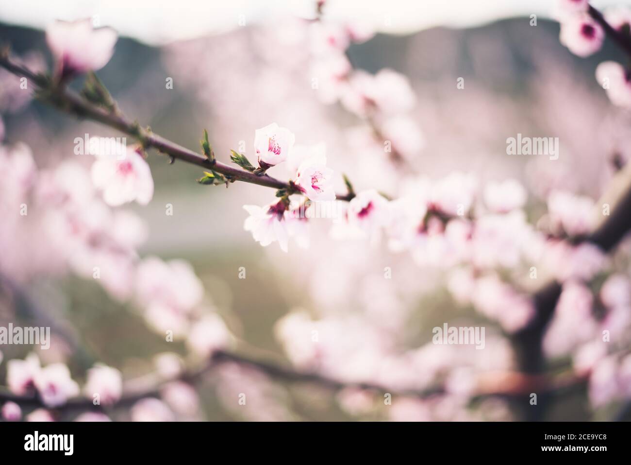 Nahaufnahme eines Gartens mit Mandelbaum und rosa Blühende schöne Blumen Stockfoto