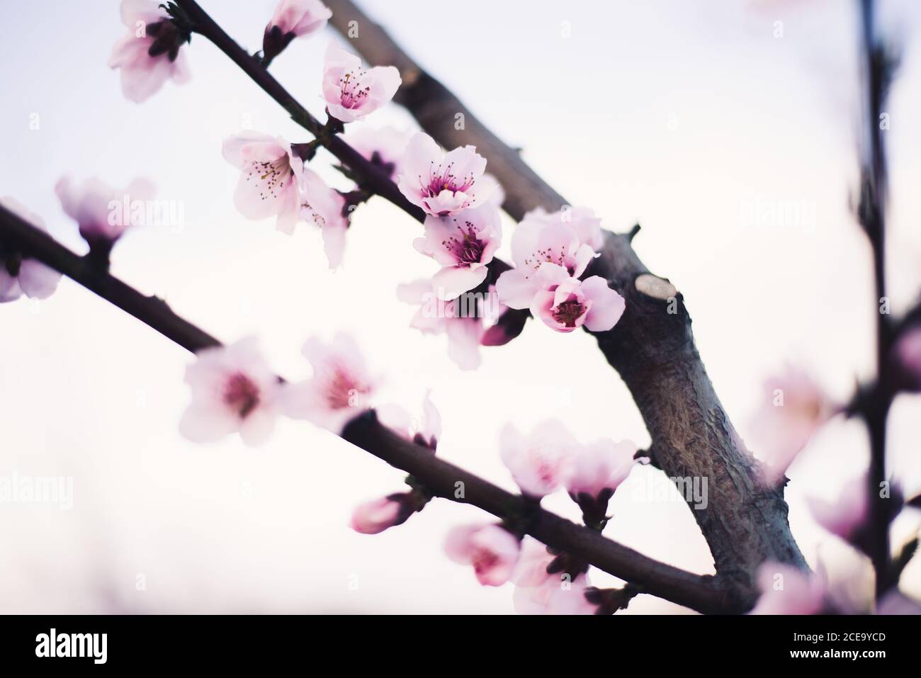 Nahaufnahme eines Gartens mit Mandelbaum und rosa Blühende schöne Blumen Stockfoto