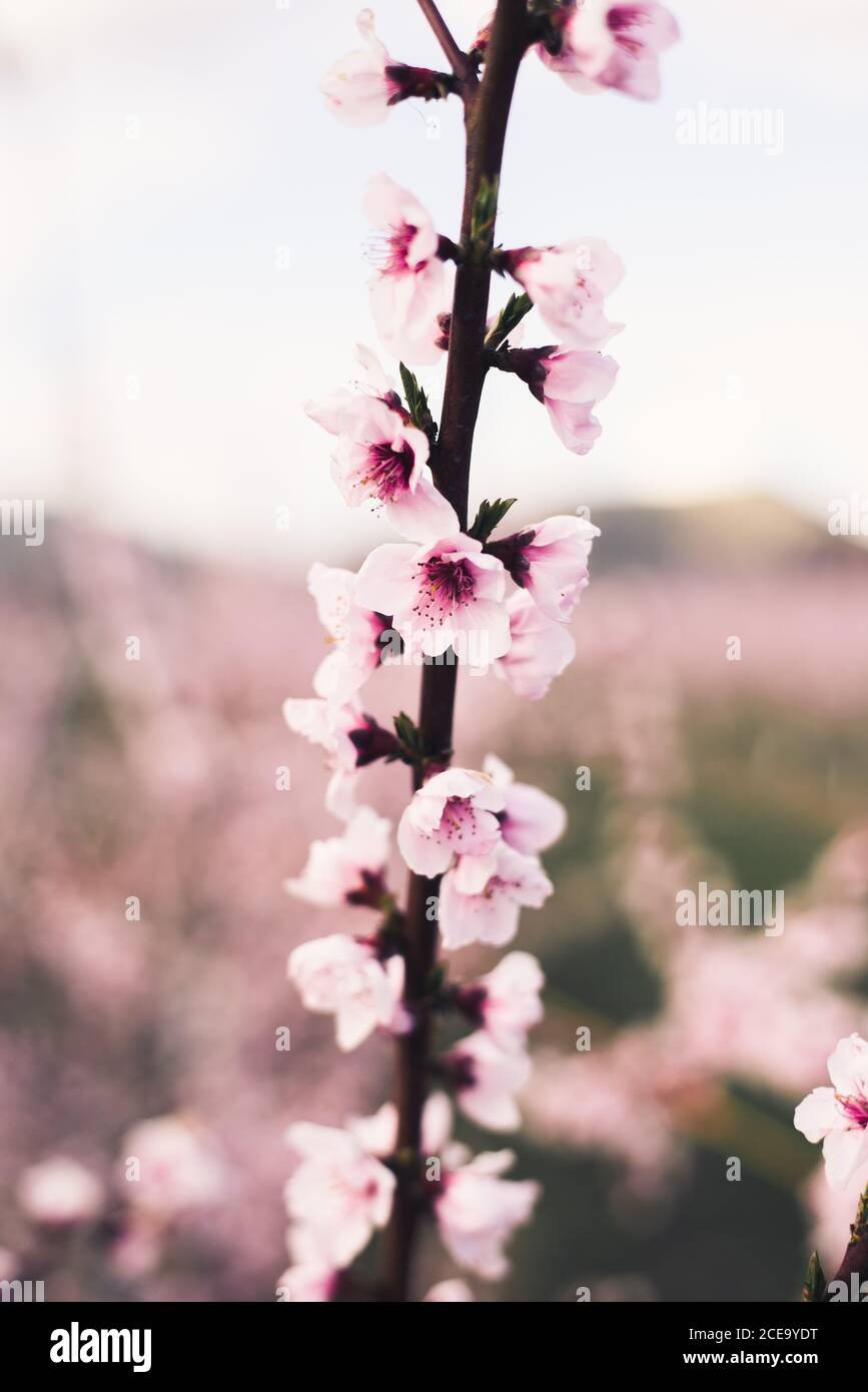 Nahaufnahme eines Gartens mit Mandelbaum und rosa Blühende schöne Blumen Stockfoto