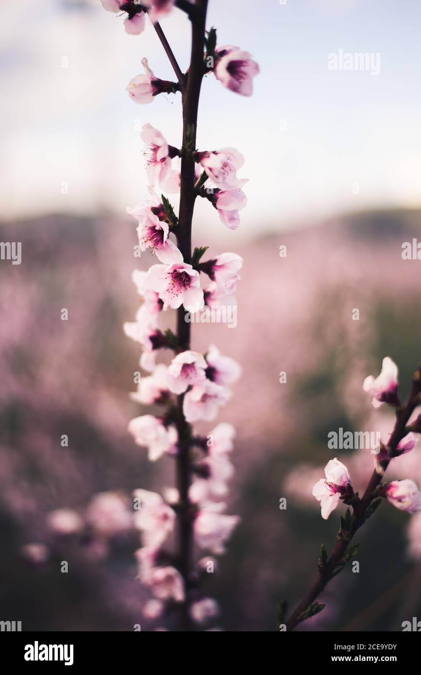 Nahaufnahme eines Gartens mit Mandelbaum und rosa Blühende schöne Blumen Stockfoto