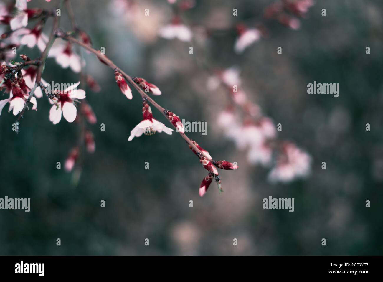 Nahaufnahme eines Gartens mit Mandelbaum und rosa Blühende schöne Blumen Stockfoto