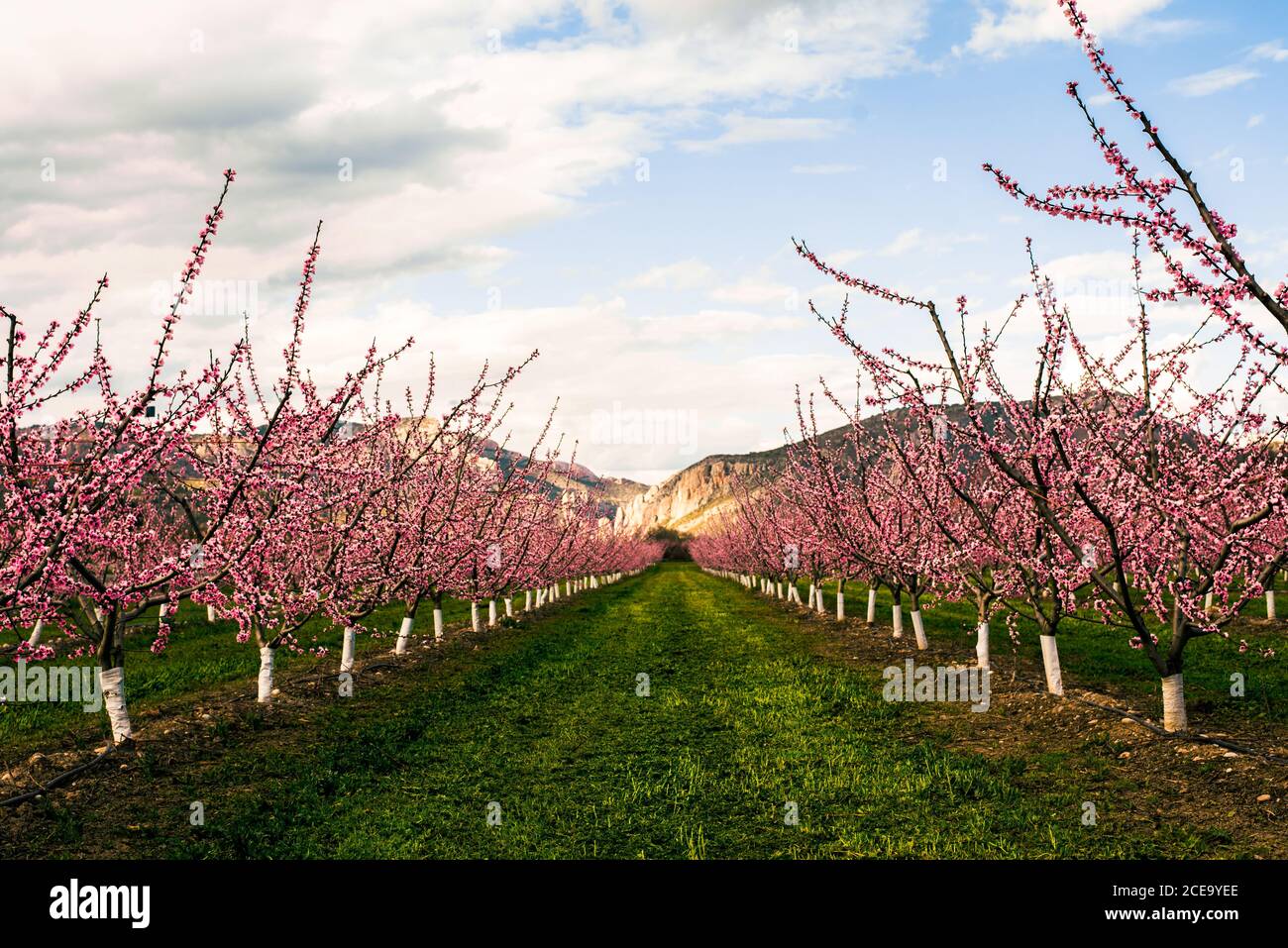 Perspektivische Ansicht, um im Garten mit rosa blühenden schönen Blumen rudern. Stockfoto