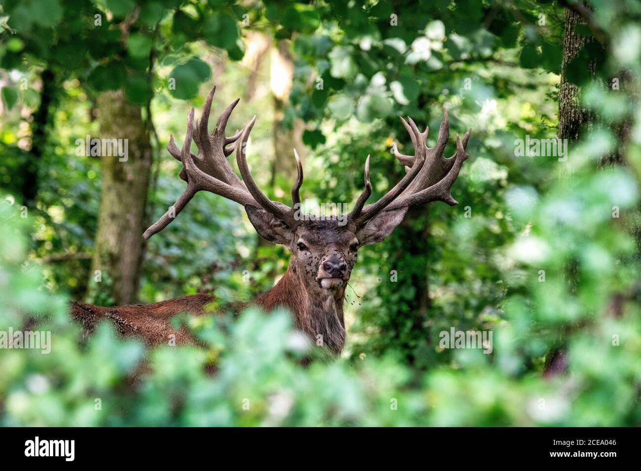 Red Deer Stag für Erwachsene, Somerset, Großbritannien. Cervus elaphus Stockfoto