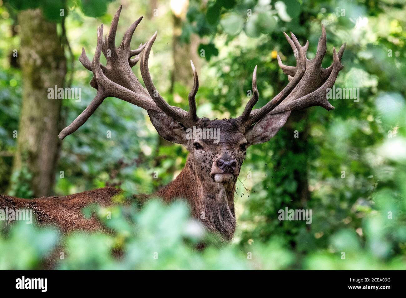 Red Deer Stag für Erwachsene, Somerset, Großbritannien. Cervus elaphus Stockfoto