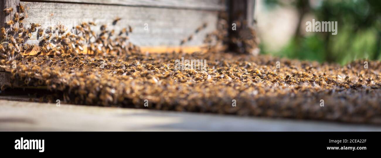 Eine Bienenkolonie wird übertragen und zieht in eine neue Bienenkasten Stockfoto