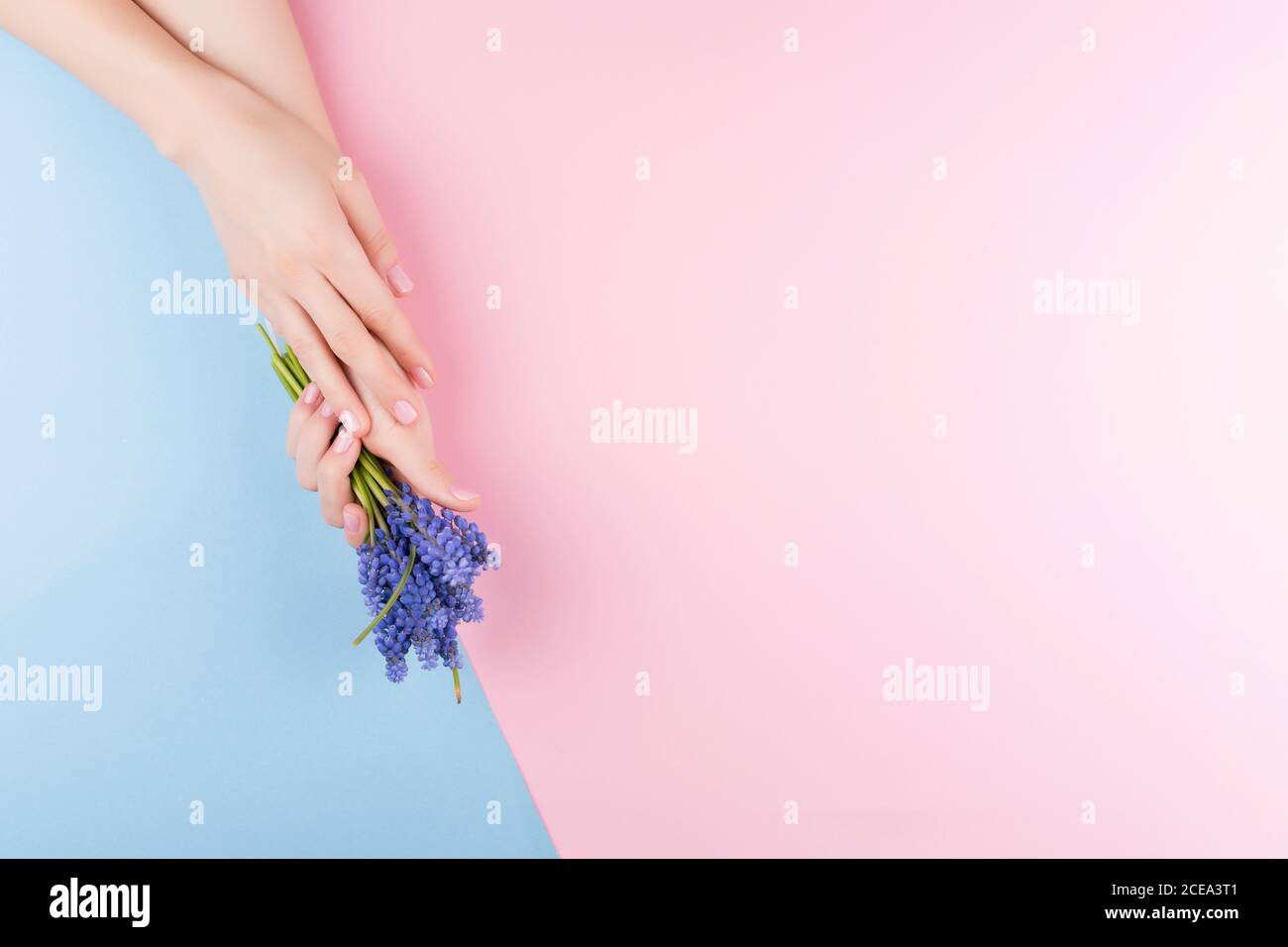 Schöne zarte Damenhände mit einer stilvollen rosa Maniküre auf einem rosa und blauen Hintergrund mit einer Blume in der Hand Stockfoto