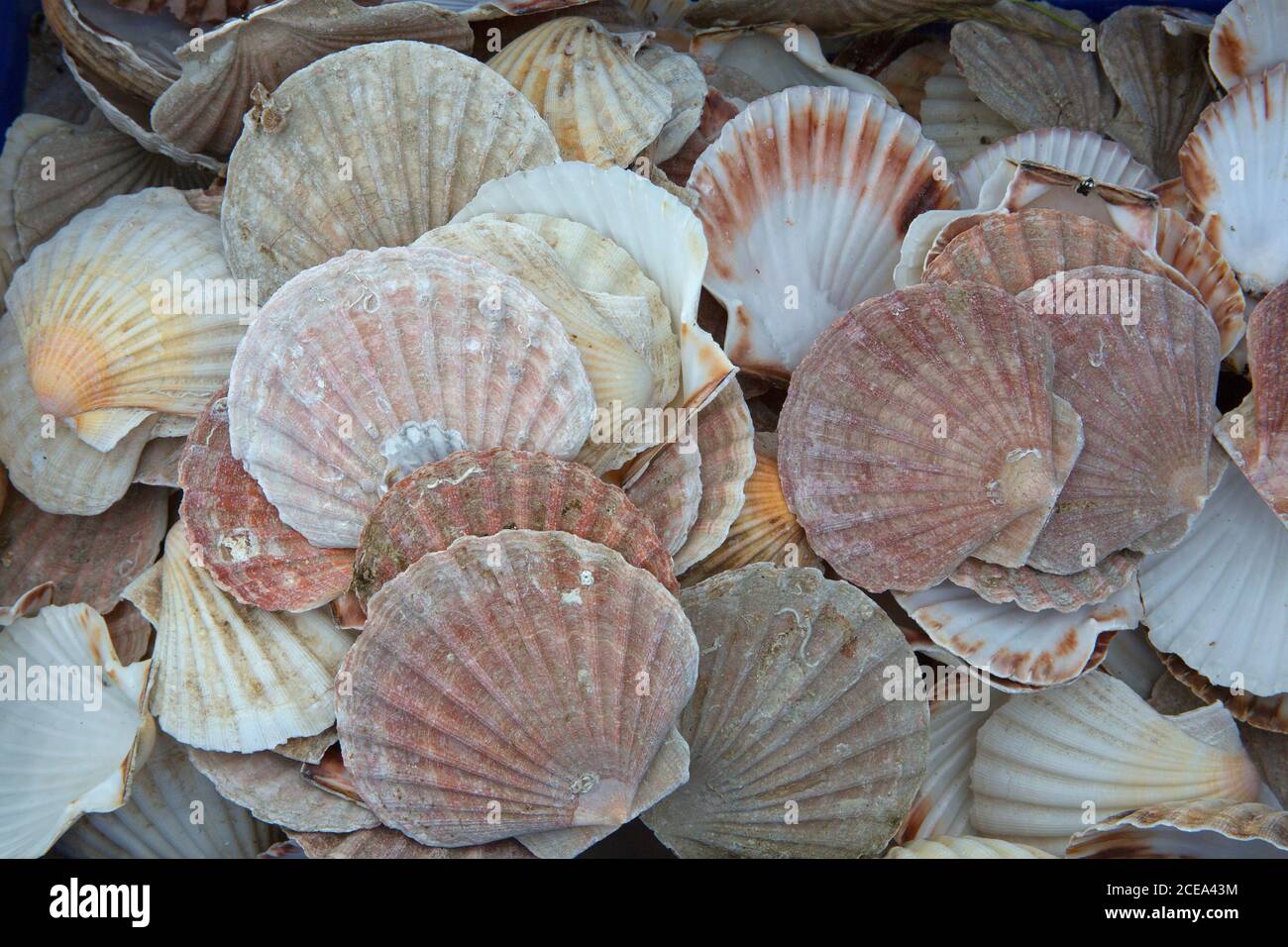Leere Jakobsmuscheln, Mullion Cove, Cornwall, Großbritannien Stockfoto