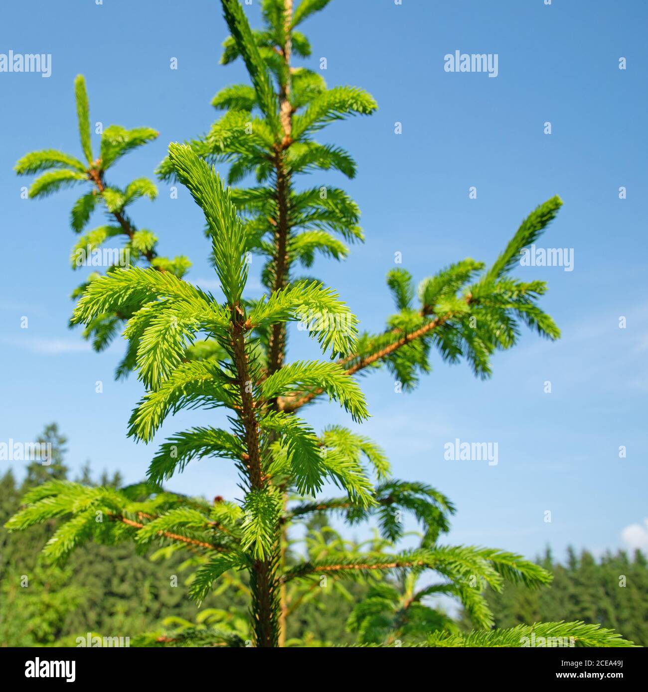 Fichtenzweige in einer Nahaufnahme Stockfoto