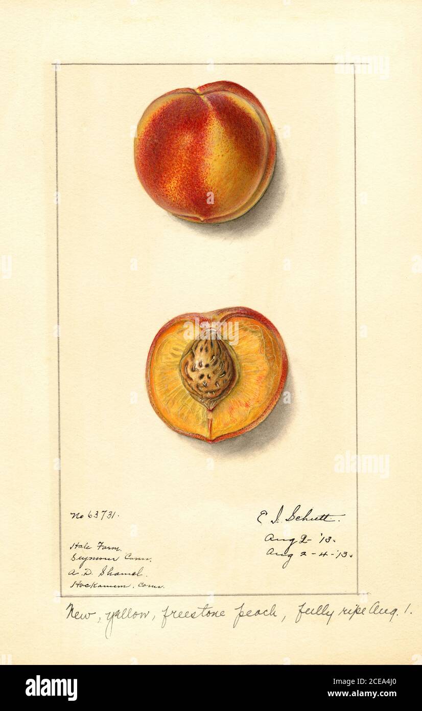 Pfirsiche, Freestone Variety, Prunus persica, Seymour, New Haven County, Connecticut, USA, Aquarell Illustration von Ellen Isham Schutt, U.S. Department of Agriculture Pomological Watercolor Collection, 1913 Stockfoto