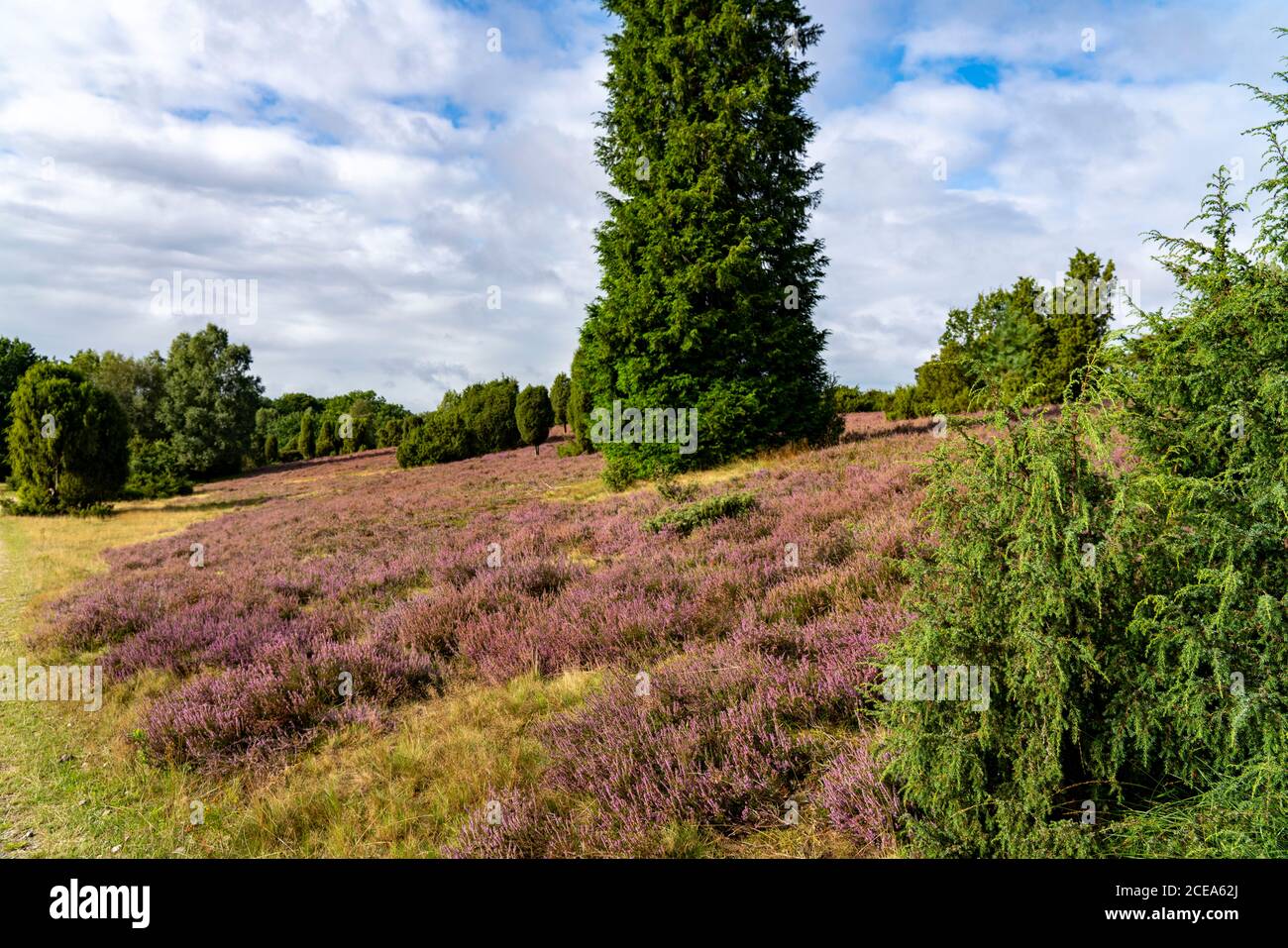 Blühende Heide, Ginsterheide und Wacholderbüsche, bei Wilseder Berg, im Naturschutzgebiet Lüneburger Heide, Niedersachsen, Deutschland, Stockfoto