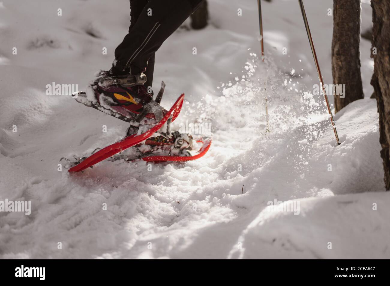 Beine von anonymen Weibchen in Schneeschuhen auf Neuschnee zu Fuß In der Nähe von Baumstämmen in erstaunlichen Wald Stockfoto