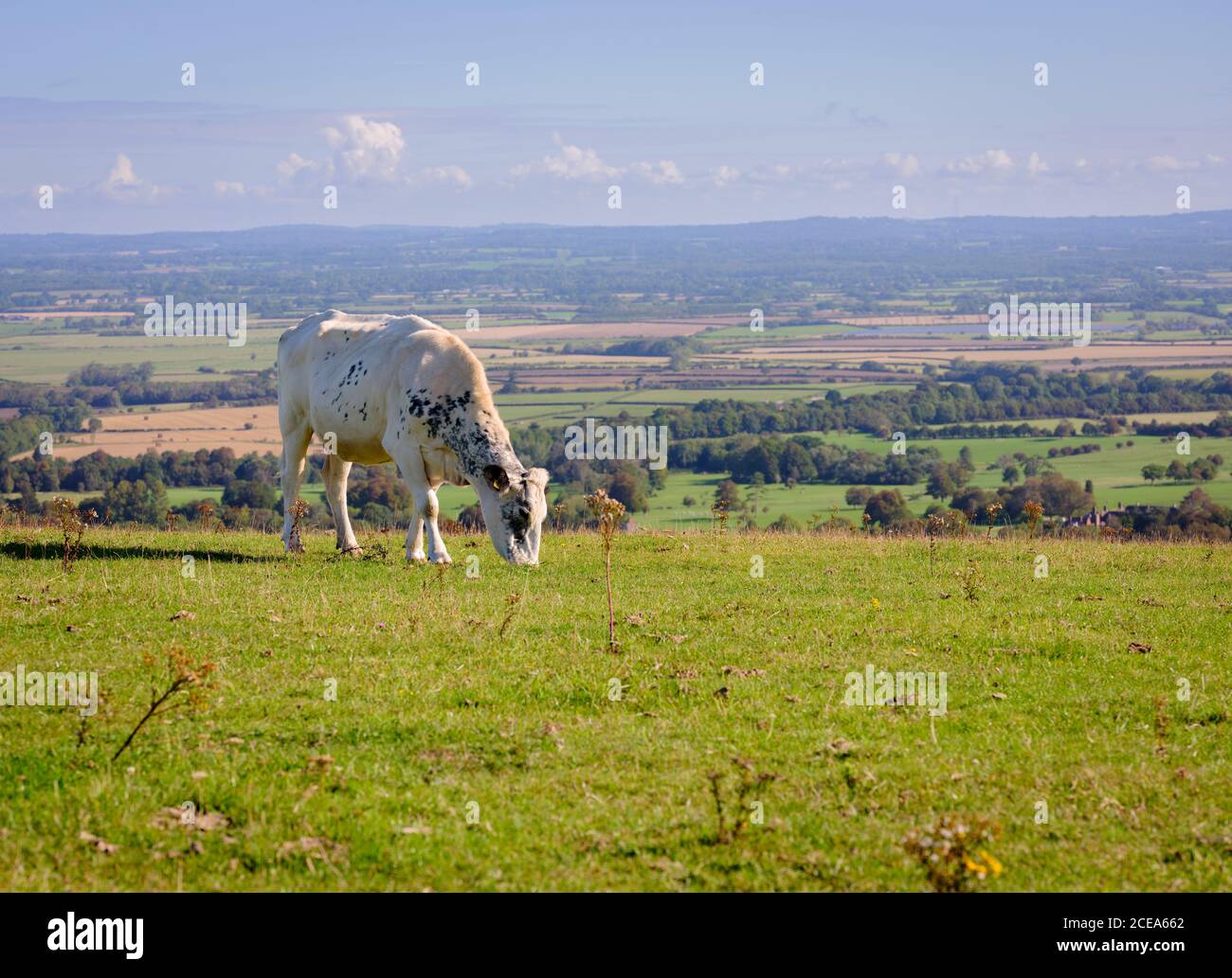 Kühe grasen auf Firle Beacon Spätsommer, East Sussex, Großbritannien Stockfoto