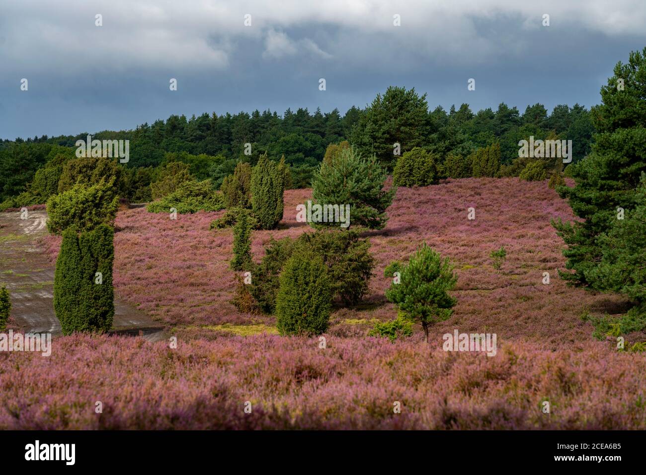 Blühende Heide, Ginsterheide und Wacholderbüsche, bei Wilseder Berg, im Naturschutzgebiet Lüneburger Heide, Niedersachsen, Deutschland, Stockfoto