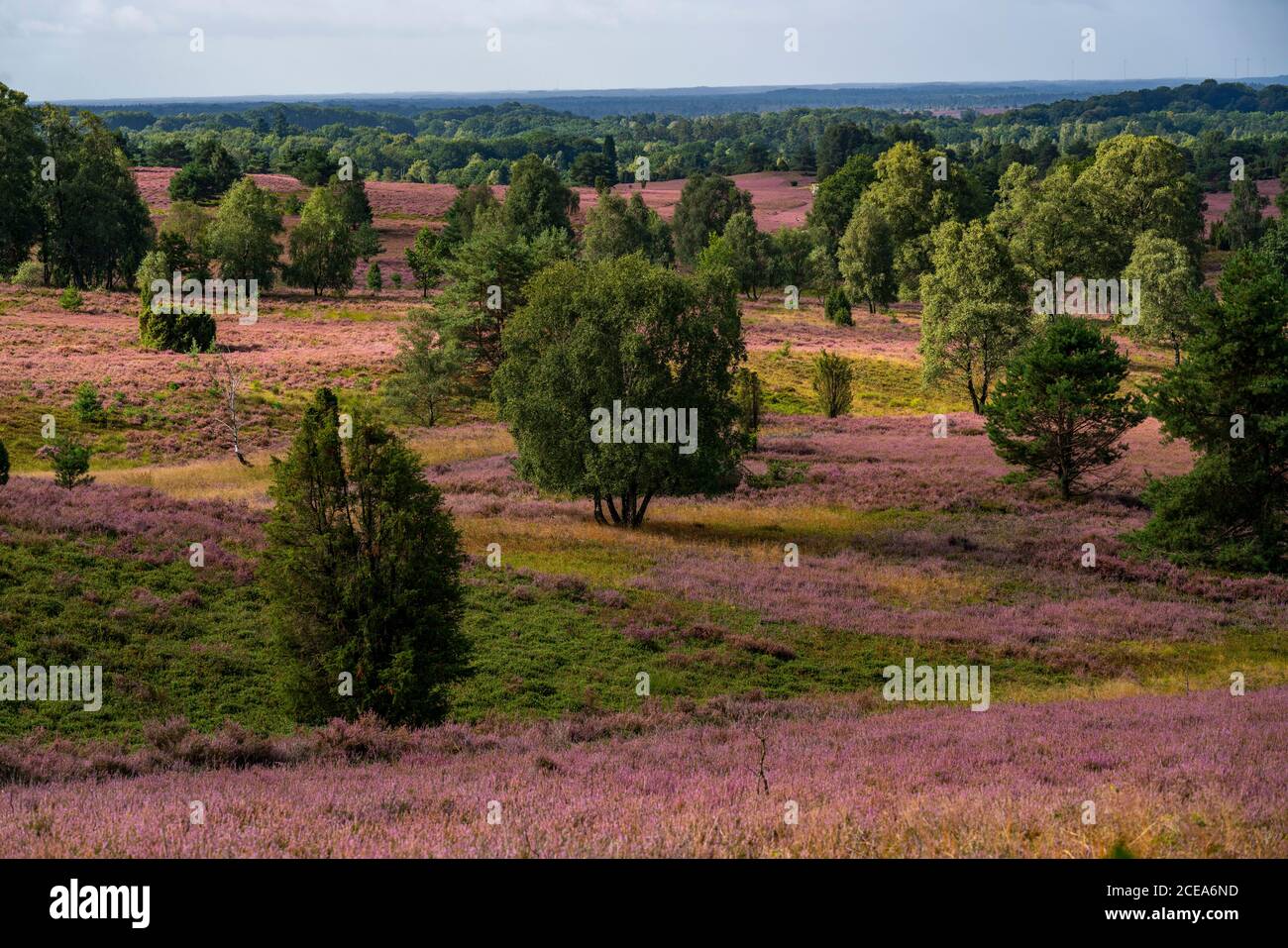 Blühende Heide, Ginsterheide und Wacholderbüsche, bei Wilseder Berg, im Naturschutzgebiet Lüneburger Heide, Niedersachsen, Deutschland, Stockfoto