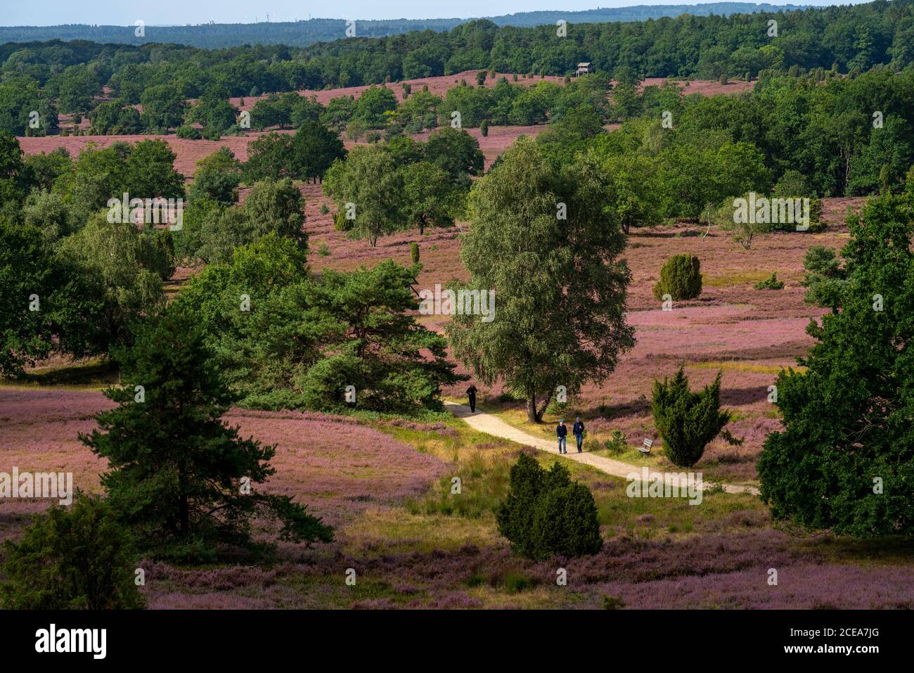 Blühende Heide, Ginsterheide und Wacholderbüsche, bei Wilseder Berg, im Naturschutzgebiet Lüneburger Heide, Niedersachsen, Deutschland, Stockfoto