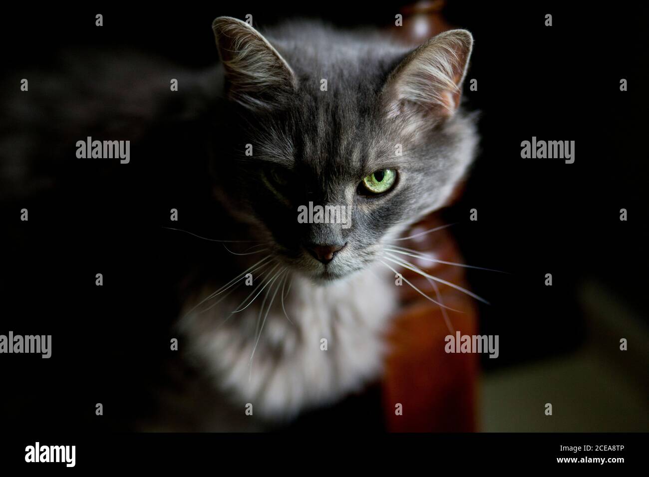 Graue flauschige Katze mit intensivem Blick in Halblicht, grünes Auge starrt direkt auf den Betrachter Stockfoto
