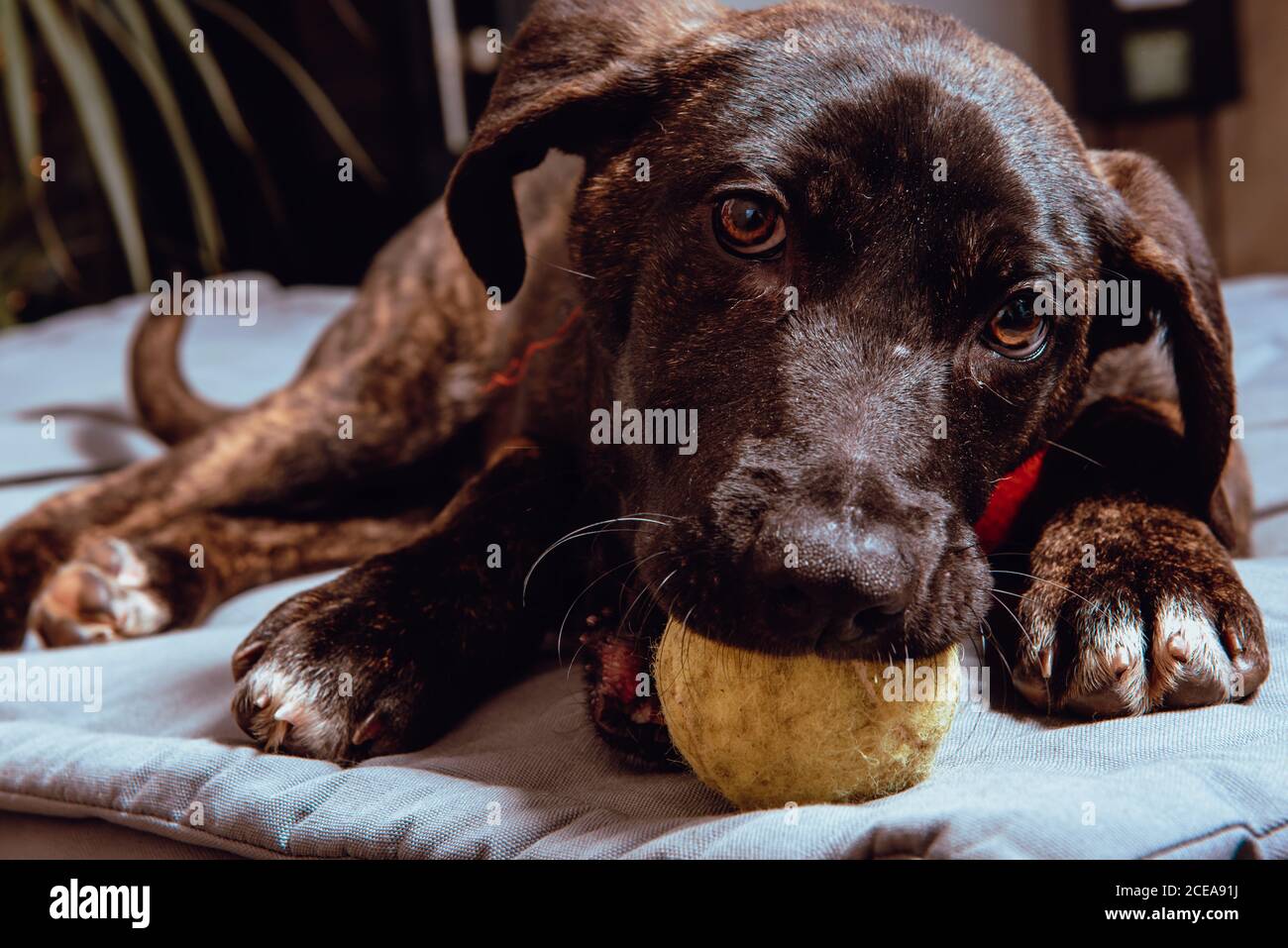 Nahaufnahme von adorable Schwarz junger Hund beißen Kugel sitzend auf Betten Stockfoto