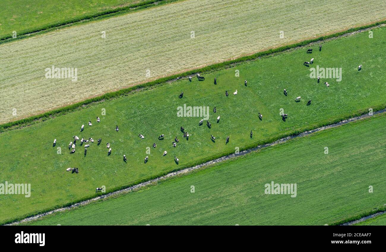 Die Niederlande von oben mit grünen Feldern, Flüssen und Häusern auf dem Wasser Stockfoto
