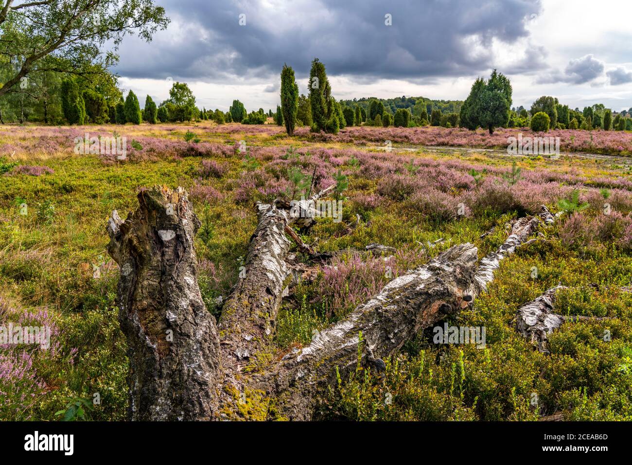 Blühende Heide, Besenheide und Wacholderbüsche, am Wilseder Gebirge, im Naturschutzgebiet Lüneburger Heide, Niedersachsen, Deutschland, Stockfoto