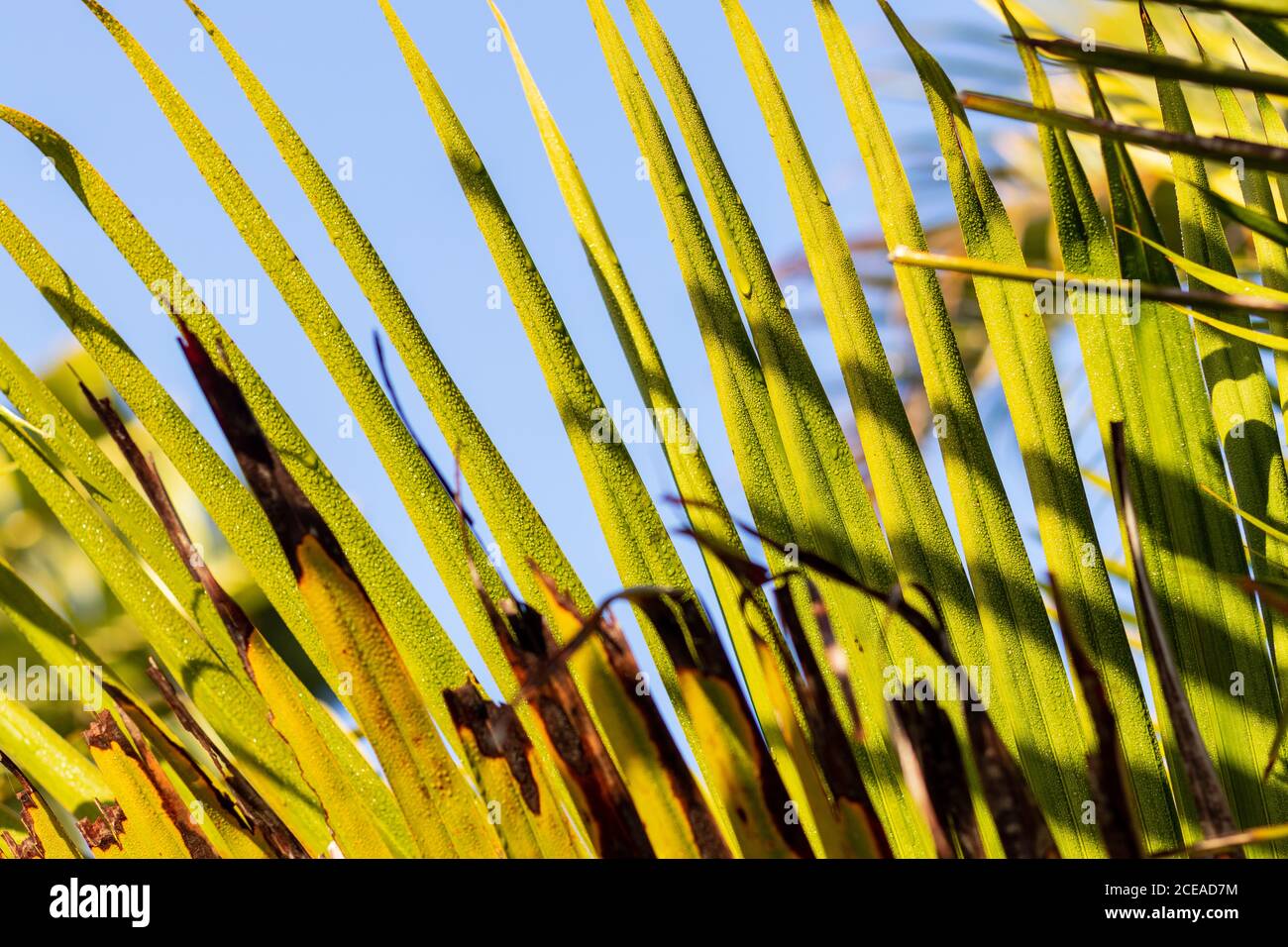 Grüne und gelbe Palmblätter Stockfoto
