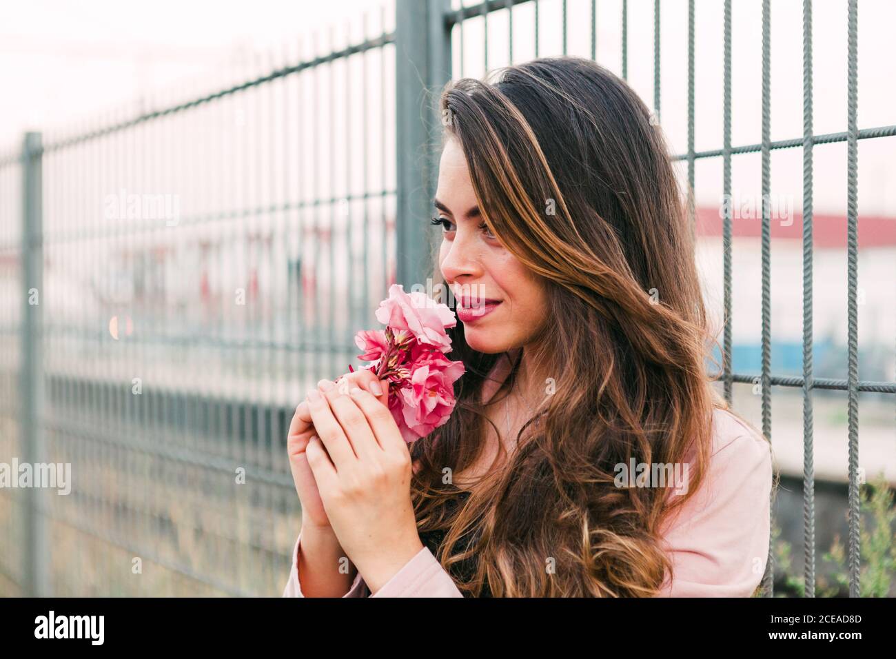 Attraktive leidenschaftliche Dame hält und riecht rosa schöne Blüte in der Nähe Gitter auf der Straße Stockfoto
