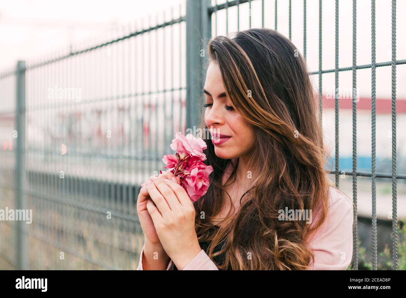 Attraktive leidenschaftliche Dame hält und riecht rosa schöne Blüte in der Nähe Gitter auf der Straße Stockfoto