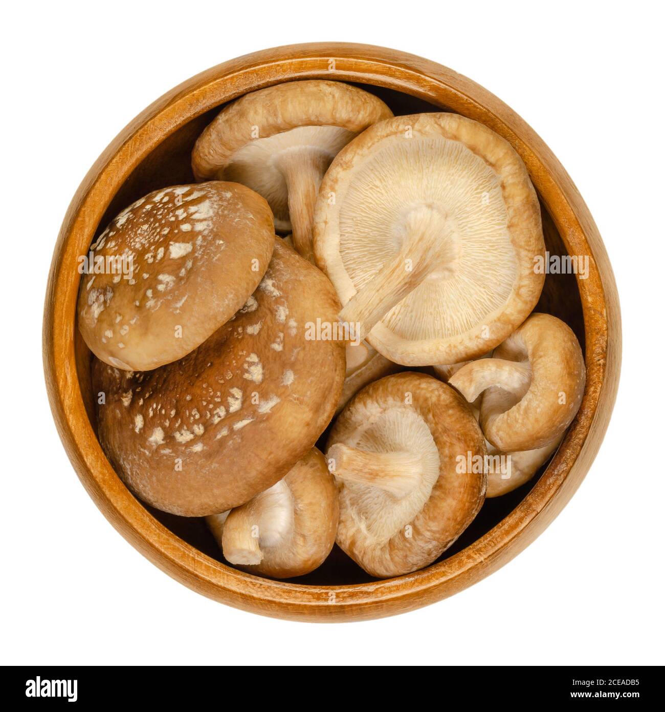 Frische Shiitake-Pilze in Holzschüssel. Lentinula edodes, essbarer Pilz, heimisch in Ostasien, auch in der traditionellen Medizin verwendet. Nahaufnahme. Stockfoto