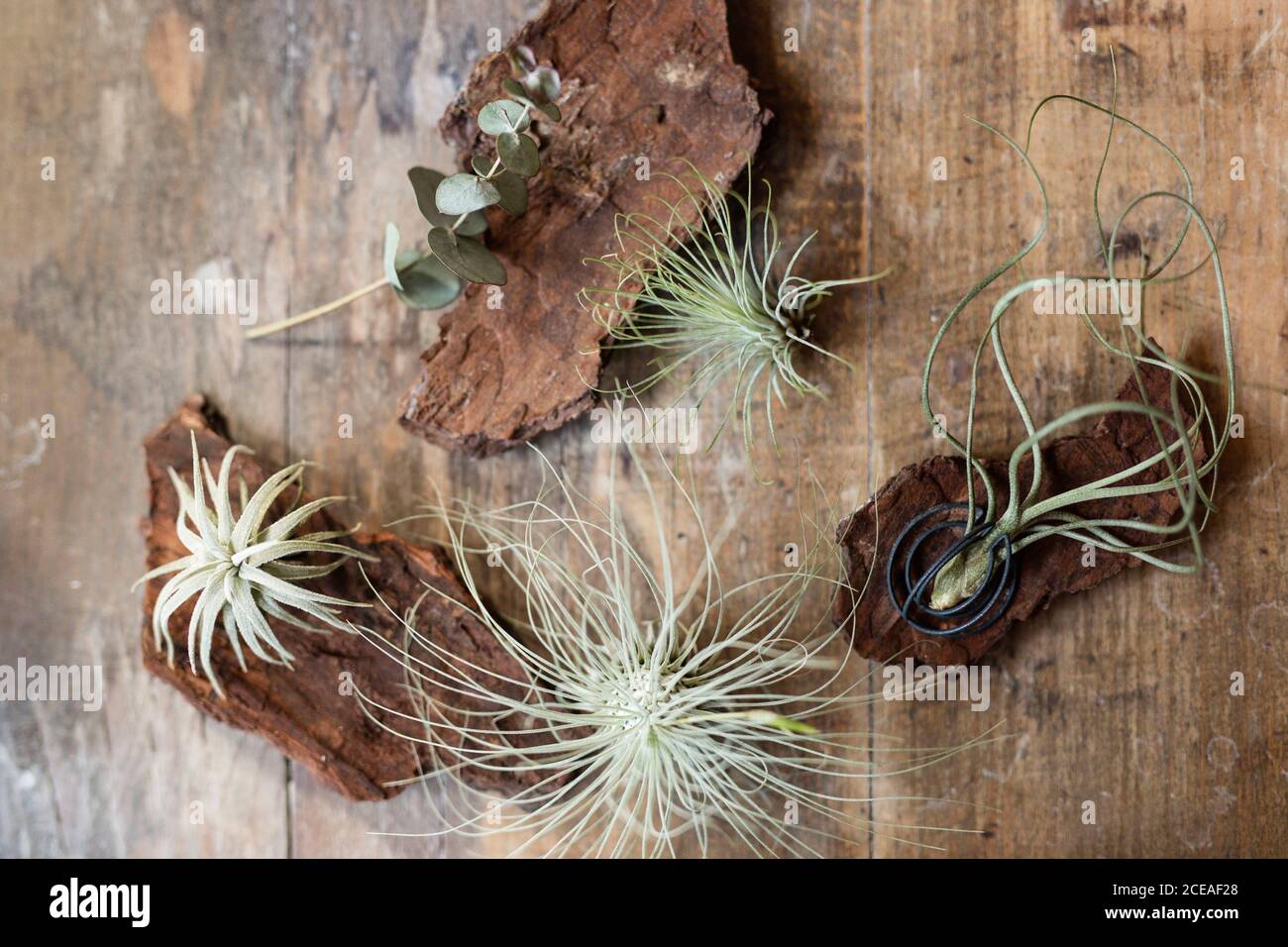 Nahaufnahme der Dekoration aus einem Stück Baumrinde Und grüne Wanderpflanze, die mit flauschigen Blumen auf dem Tisch steht Auf unscharfem Hintergrund des Raumes Stockfoto