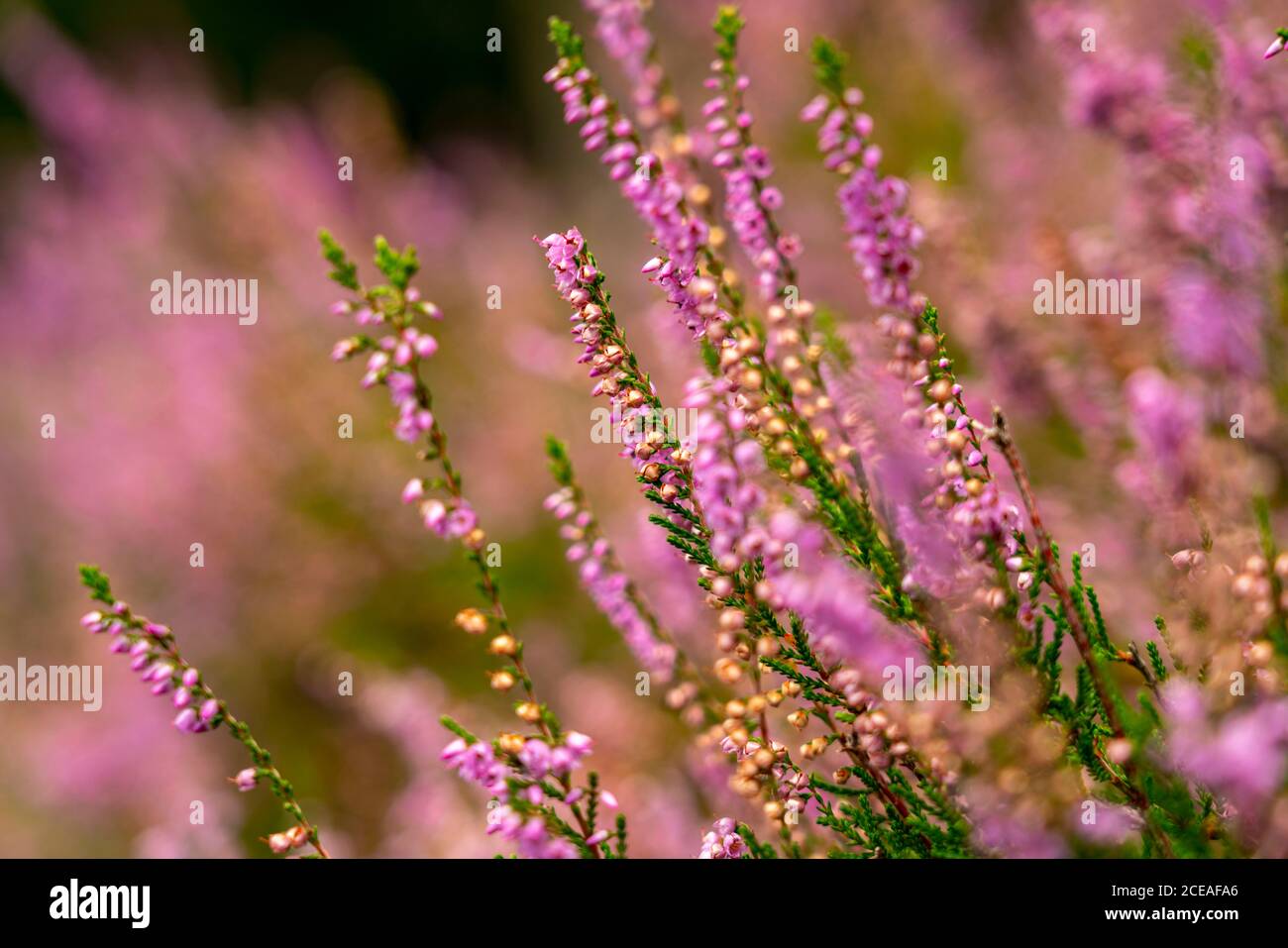 Heidekraut der Besenheide, Calluna vulgaris, im Naturschutzgebiet Lüneburger Heide, Niedersachsen, Deutschland, Stockfoto