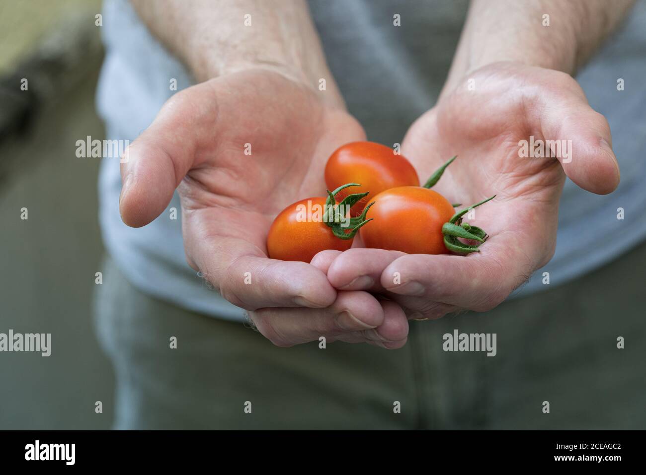 Ein Mann mit hart arbeitenden rauen Händen hält eine frische Ernte von reifen Traubentomaten aus einer kürzlichen Ernte. Authentische Gartenarbeit. Stockfoto