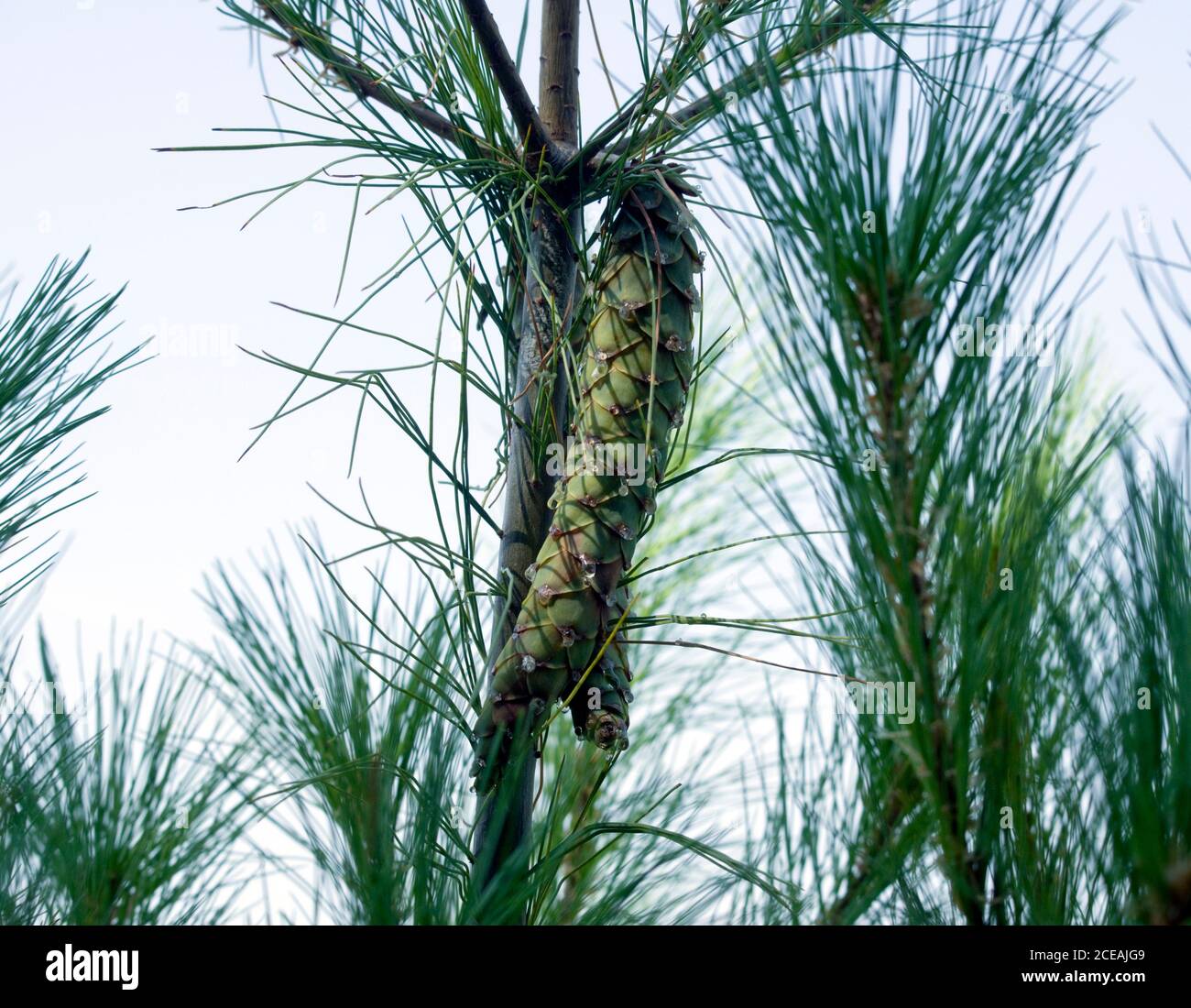 Entwicklung von weiblichen Zapfen auf Eastern White Pine Baum, Pinus Strobus sickerte saft. Stockfoto Entwicklung von weiblichen Zapfen auf Eastern White Pine Baum, Pinus Strobus sickerte saft. Stockfoto