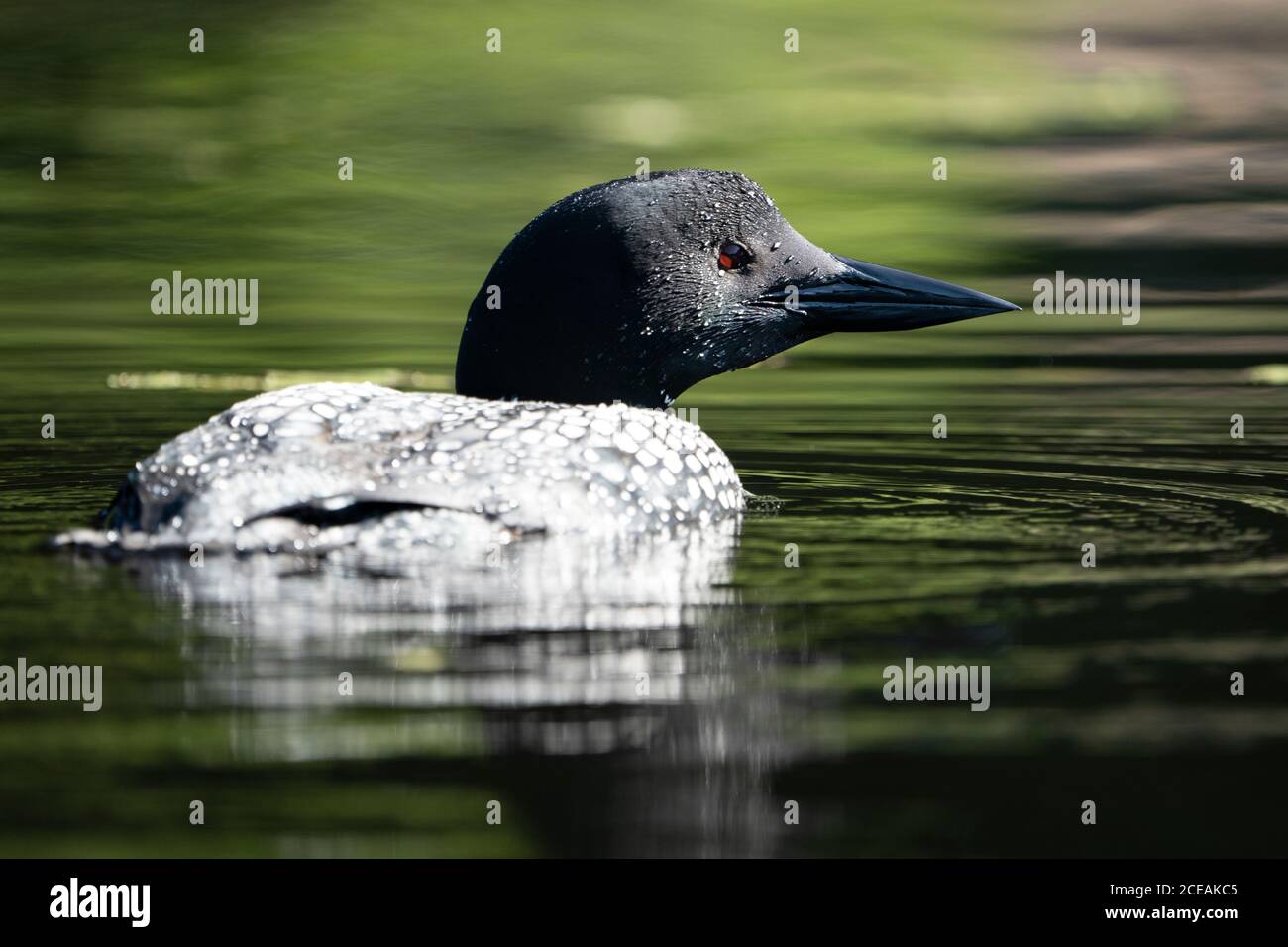 Gewöhnlicher Loon, der an der Oberfläche eines nördlichen Sees ruht. Stockfoto
