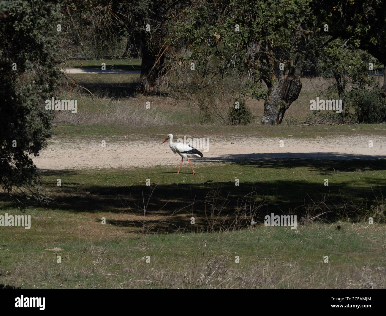 Storchenkolonie, geschützte Vogelarten Stockfoto