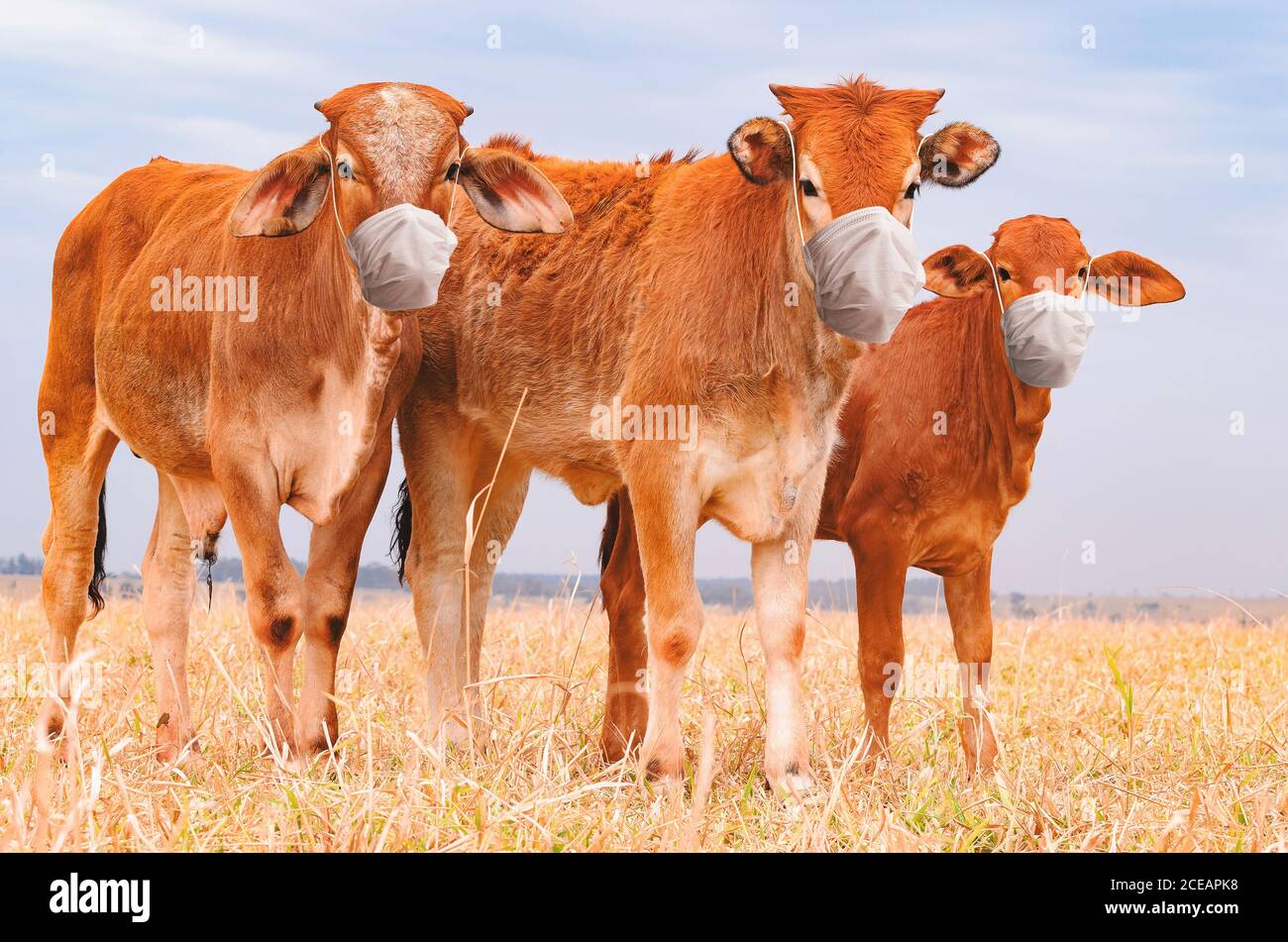 Drei braune Kälber auf der Weide eines Bauernhofes mit Gesichtsmaske. Konzept der Infektionsprävention durch die Lebensmittelindustrie. Tier trägt eine Gesichtsmaske während t Stockfoto
