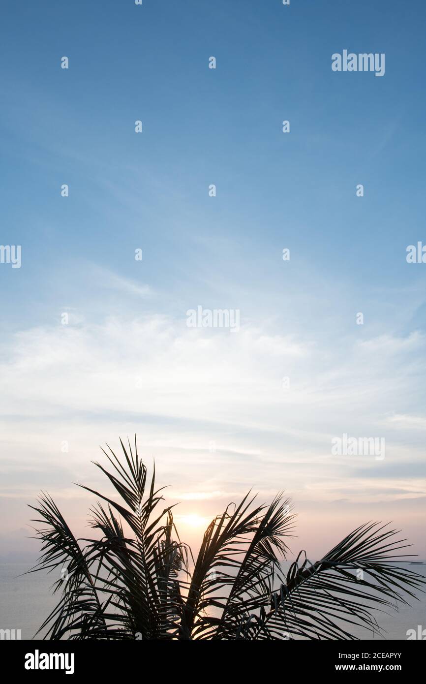 Palmenzweige und Sonnenuntergang über dem Meer auf der Insel Koh Phangan, Thailand. Stockfoto