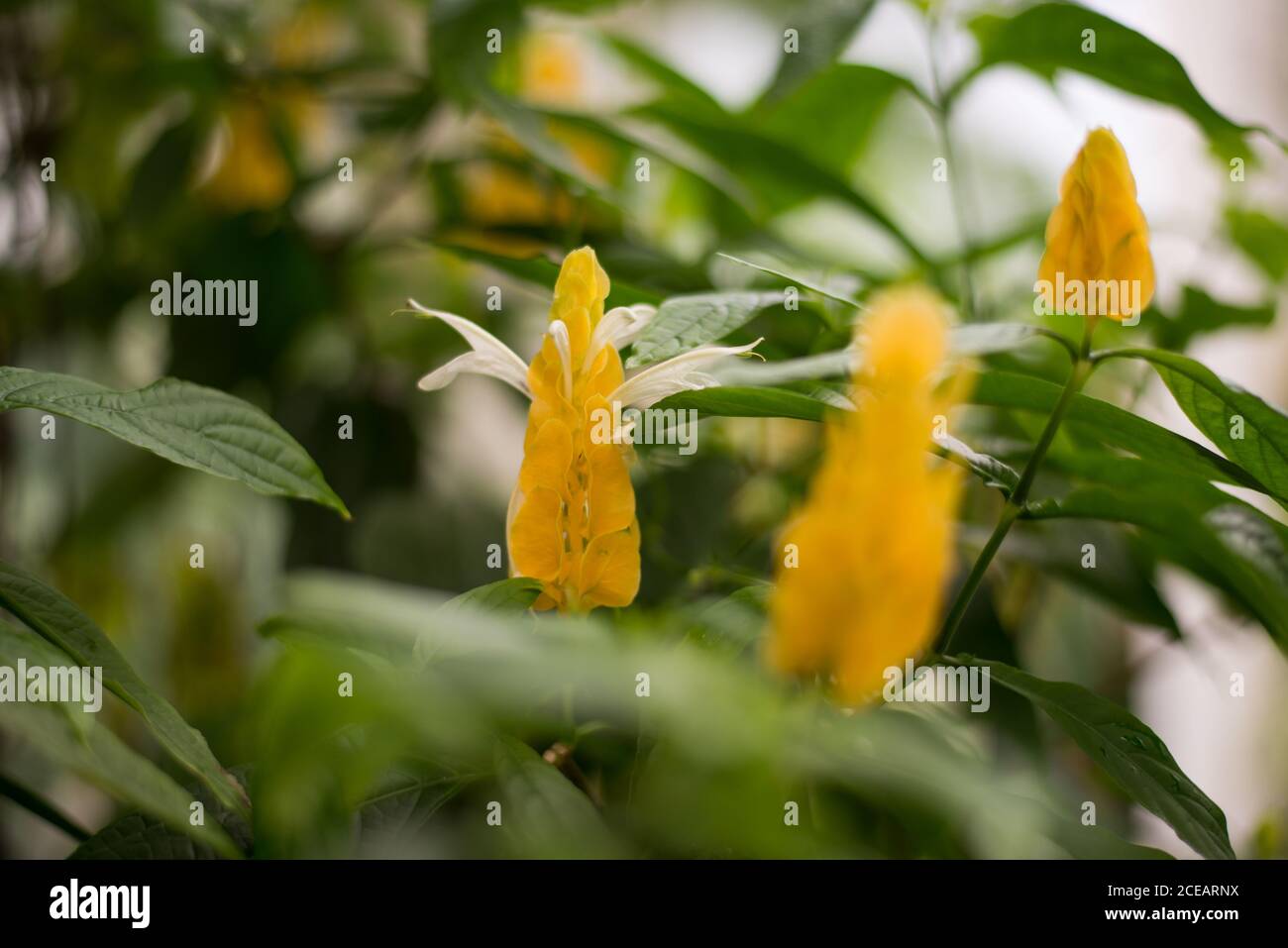 Pachystachys Lutea Lollipop Pflanze Golden Shrimp subtropische gelbe Blumen Grüne exotische Bracts in den Royal Botanical Gardens in Kew, Richmond, London Stockfoto