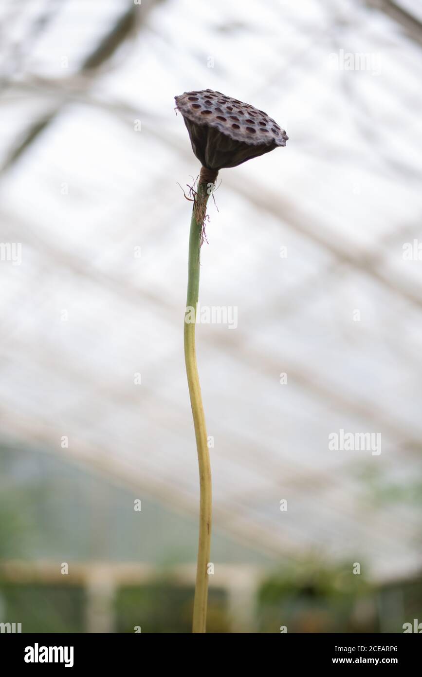 Lotus Seed Pods Stems Tall Nelumbo Nucifera Dry Heads im Royal Botanical Gardens in Kew, Richmond, London Stockfoto