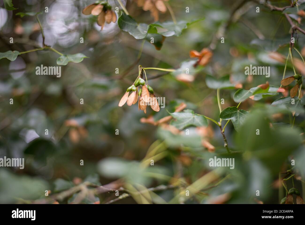 Montpellier Ahorn Acer Monspessulanum Tree Leaves Wings Nutlets Seeds Branches Bokeh Detail at Royal Botanical Gardens at Kew, Richmond, London Stockfoto