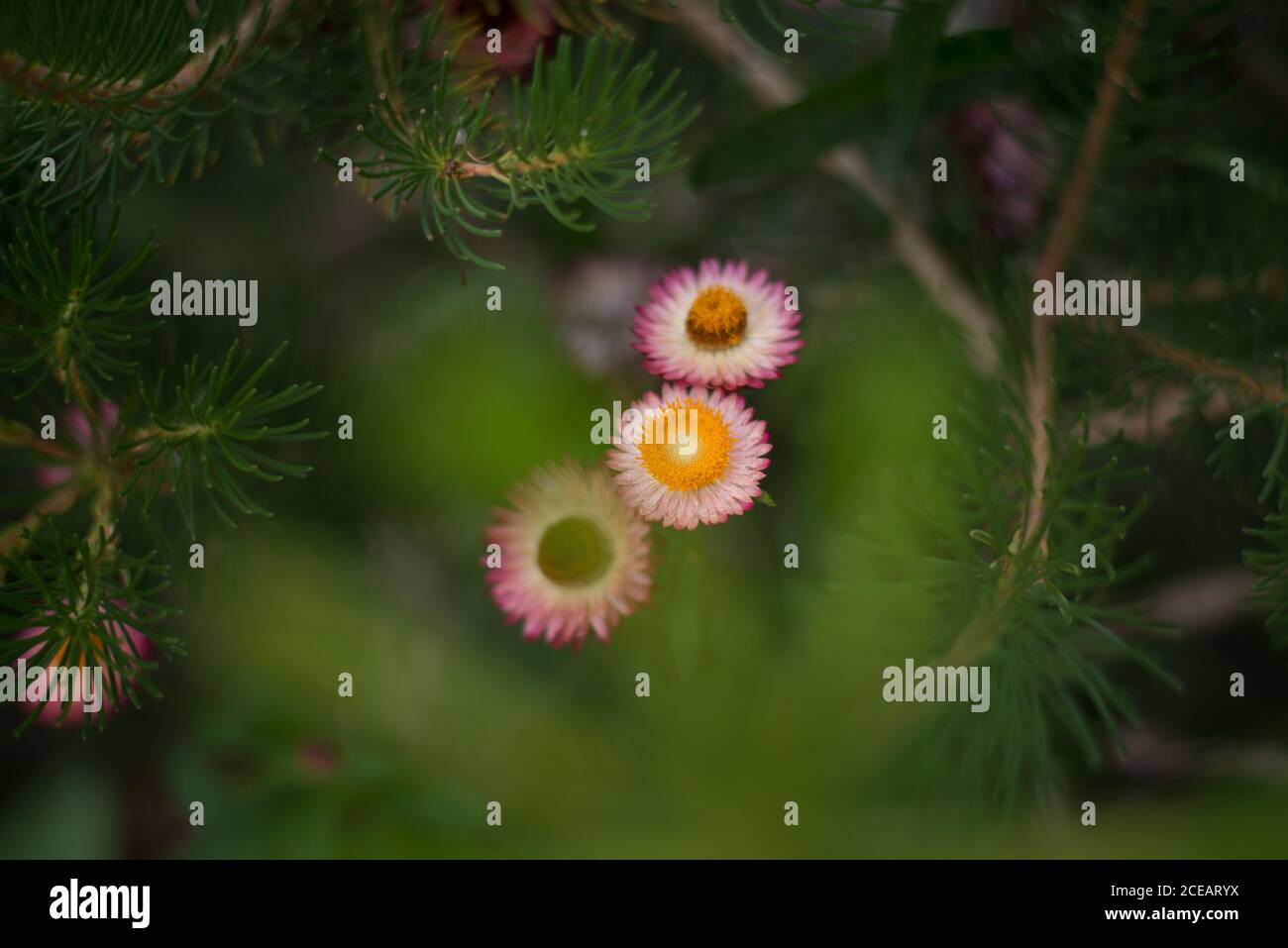 Australian Wild Strawflower Helichrysum Bracteatum Xerochrysum Pink Golden Everlasting Flower Orange Royal Botanical Gardens in Kew, Richmond London Stockfoto